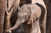 slon africký 0024