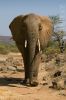 slon africký 0009