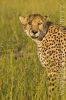gepard štíhlý 0020