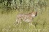 gepard štíhlý 0024
