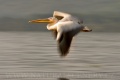 pelikán bílý 0017