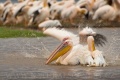 pelikán bílý 0020