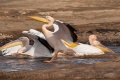 pelikán bílý 0013