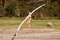 pelikán bílý 0011